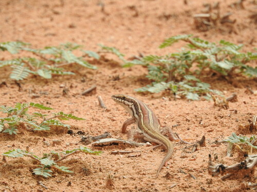 Western Three-striped Skink