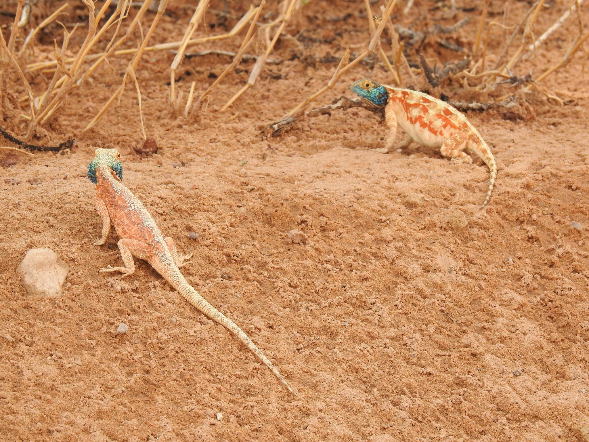 Agama aculeata aculeata Merrem, 1820
