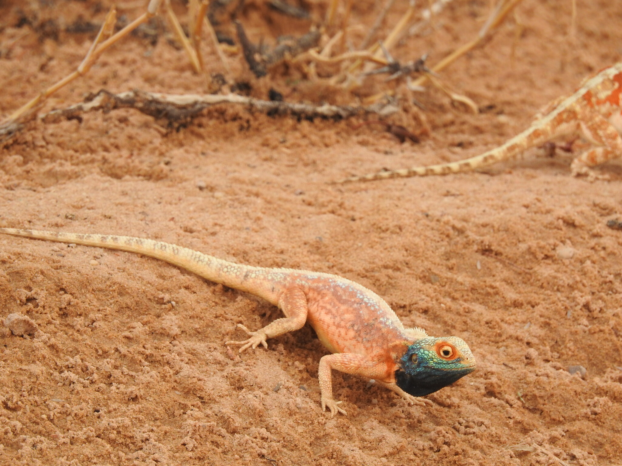 Agama aculeata aculeata Merrem, 1820