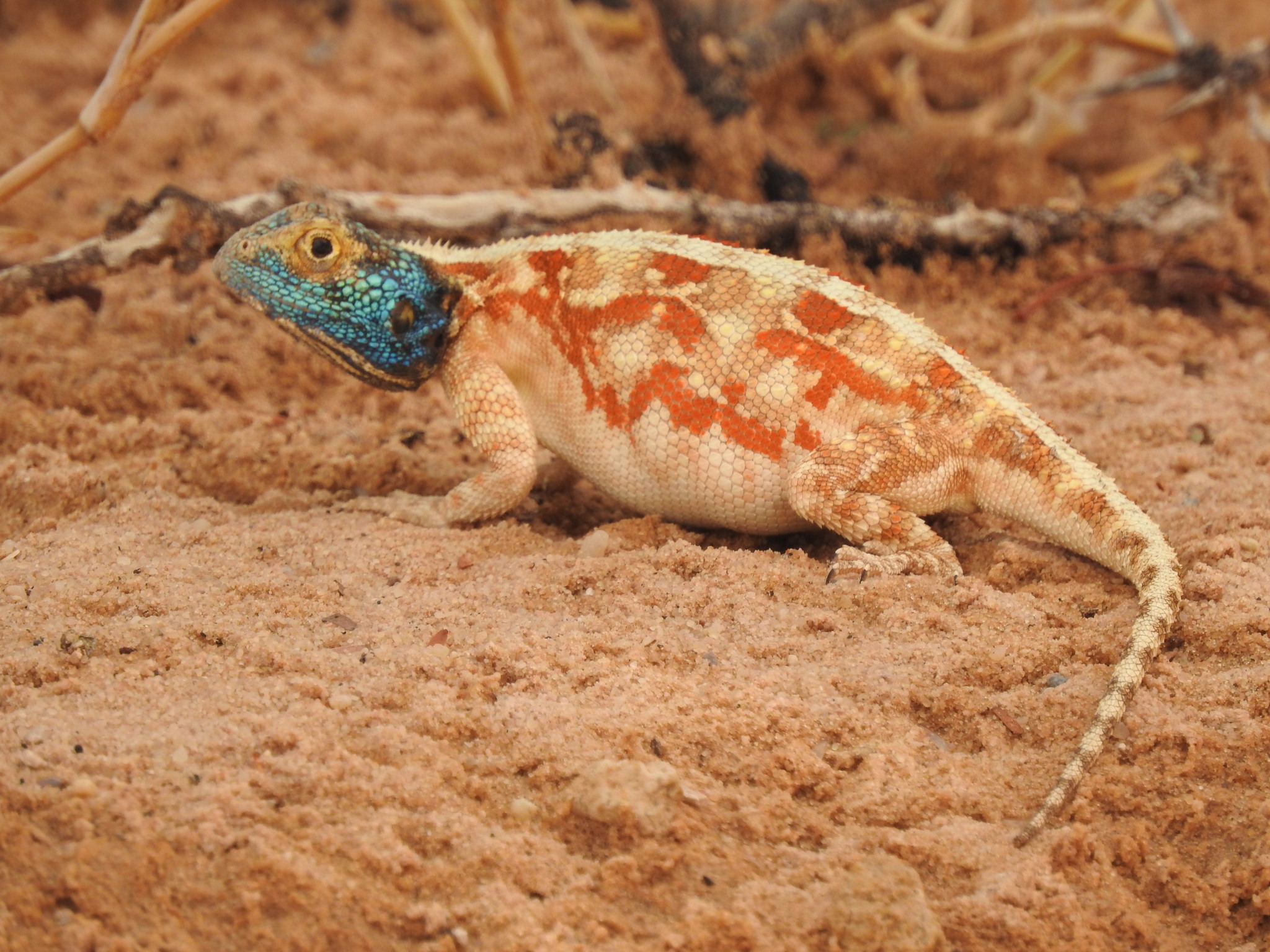 Agama aculeata aculeata Merrem, 1820