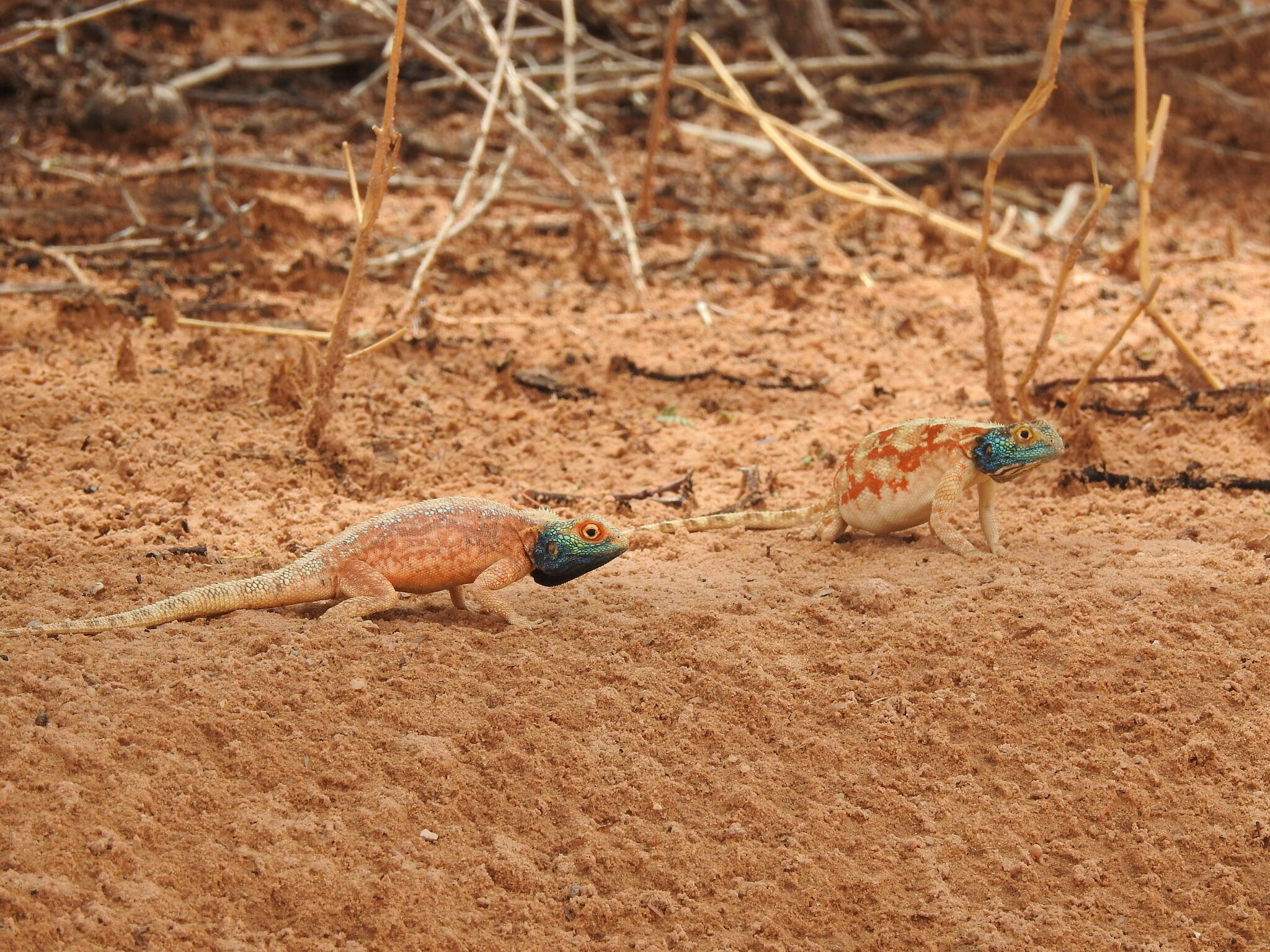 Agama aculeata aculeata Merrem, 1820