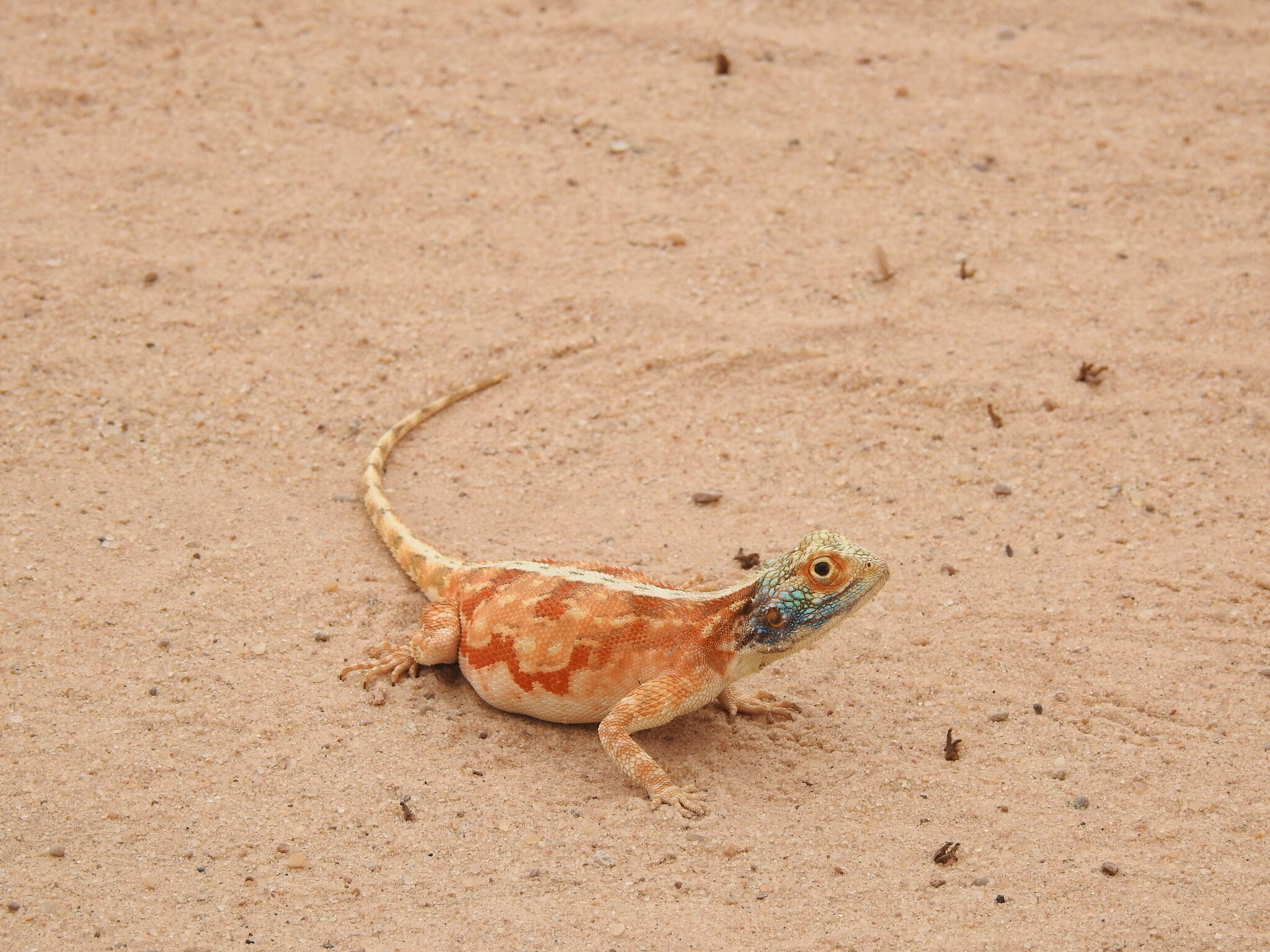 Agama aculeata aculeata Merrem, 1820