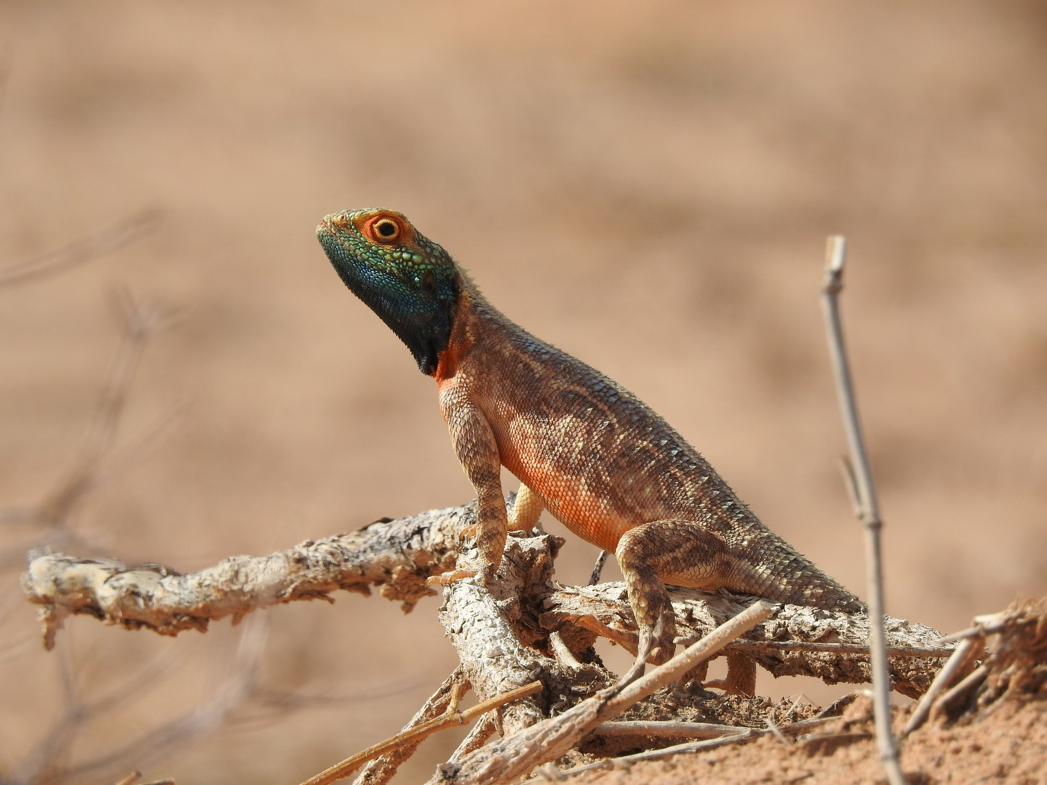 Agama aculeata aculeata Merrem, 1820