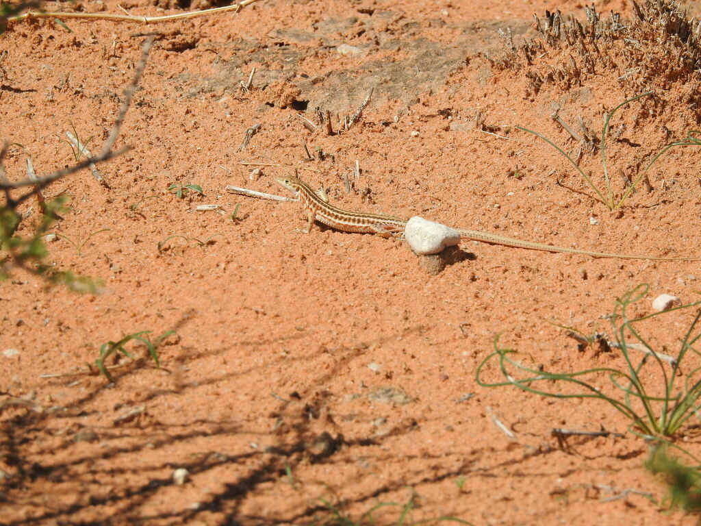 Namaqua Sand Lizard