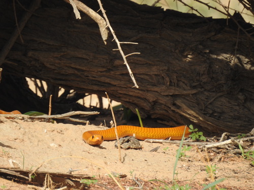 Cape Cobra