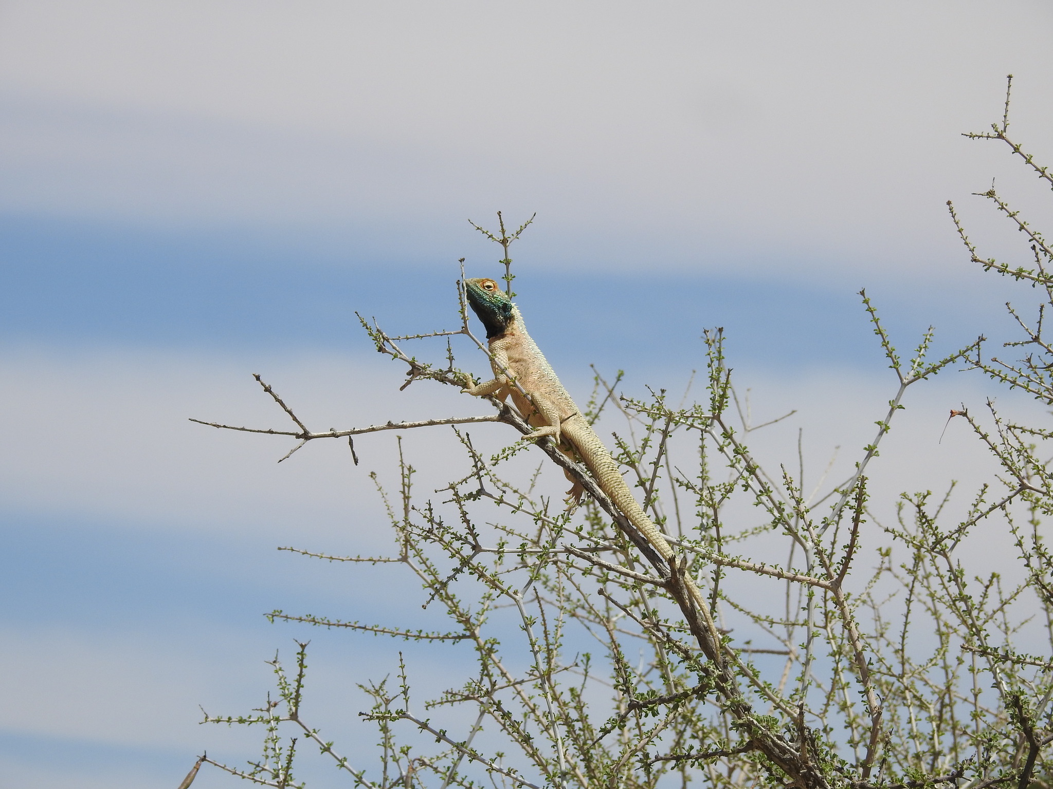 Agama aculeata aculeata Merrem, 1820