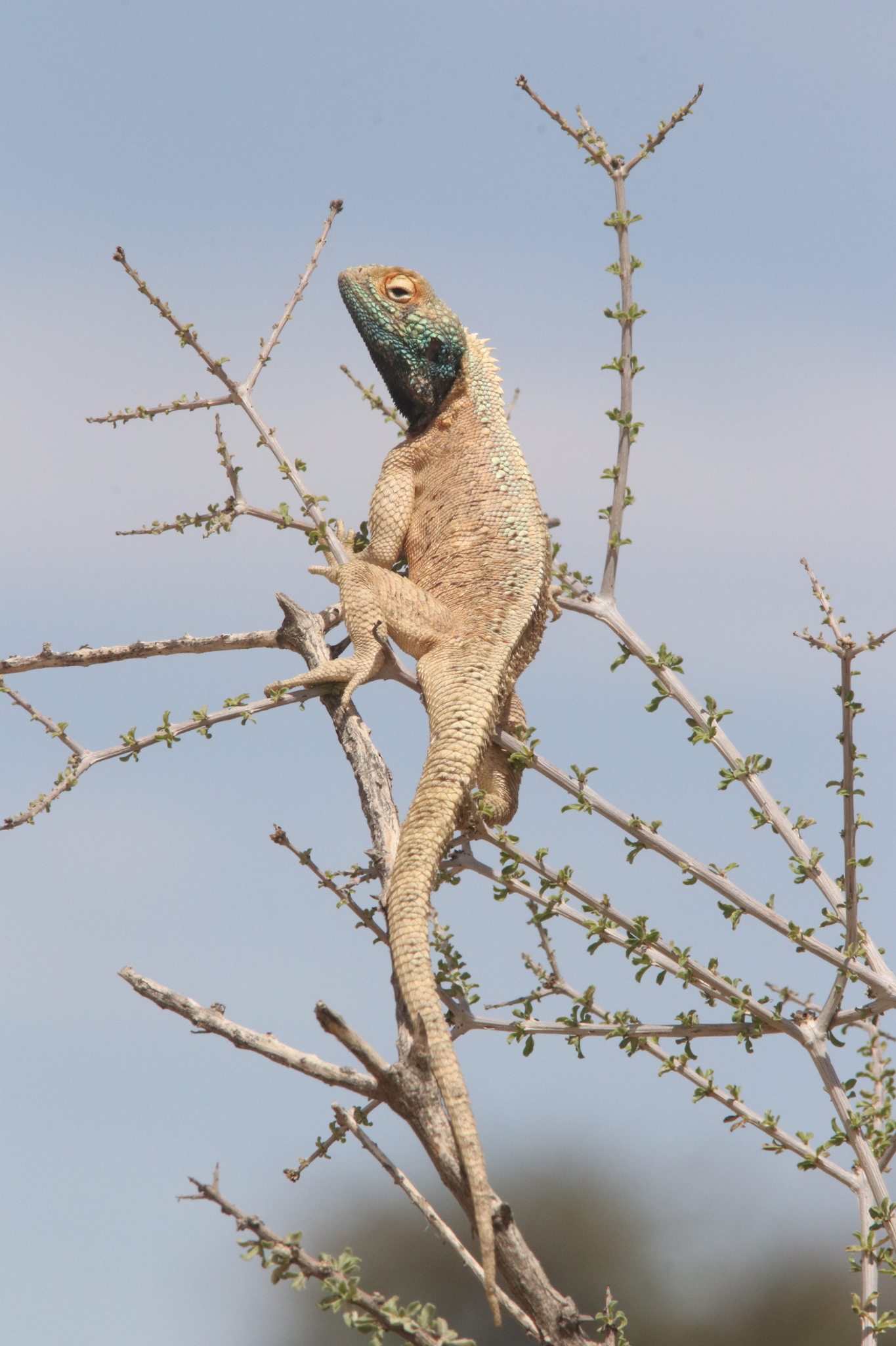 Agama aculeata aculeata Merrem, 1820