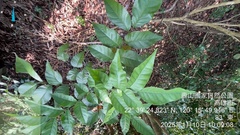 Clausena lansium