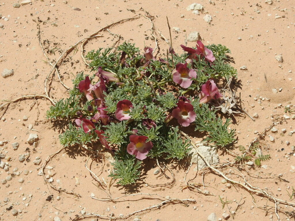 Devil's Claw