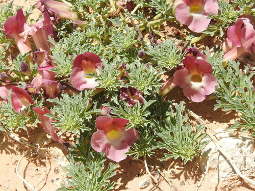 Image of Harpagophytum procumbens by (c) Ryan van Huyssteen, some rights reserved (CC BY)