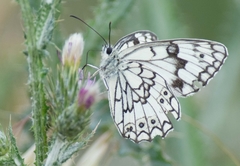 Melanargia parce