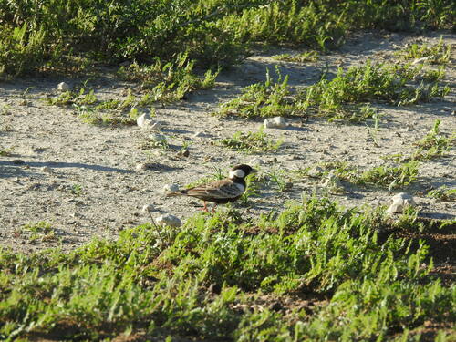 Grey-backed Sparrow-Lark (Eremopterix verticalis), photo 9