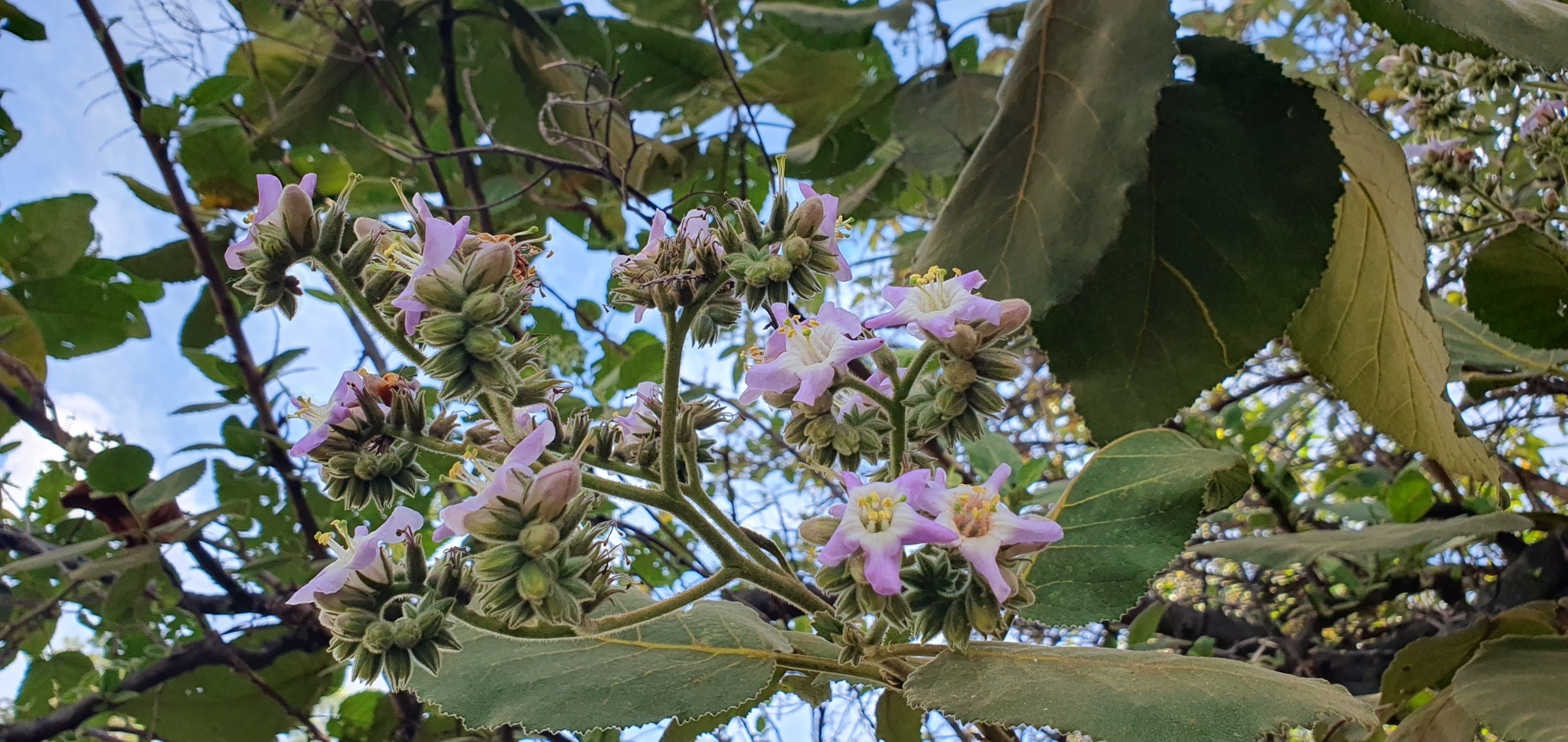 Imagem de Língua-de-vaca