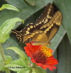 Heraclides aristodemus