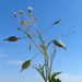 Savignya parviflora - Photo 由 Ron Frumkin 所上傳的 (c) Ron Frumkin，保留部份權利CC BY-NC