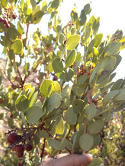 Arctostaphylos peninsularis