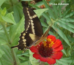 Heraclides aristodemus