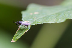 Cerotainia