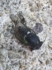 Neotibicen lyricen engelhardti