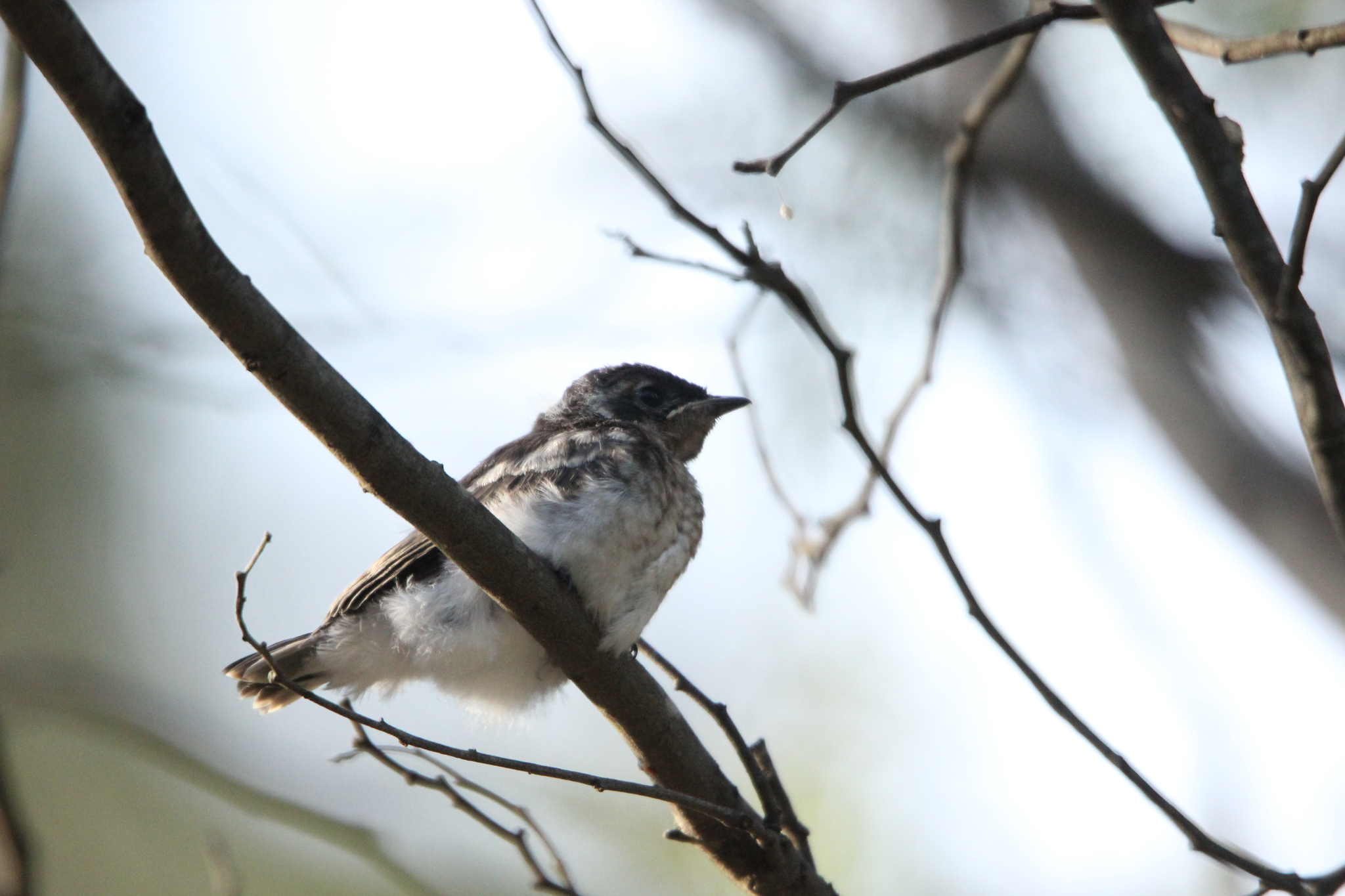 Satin Flycatcher (Myiagra cyanoleuca), photo 10