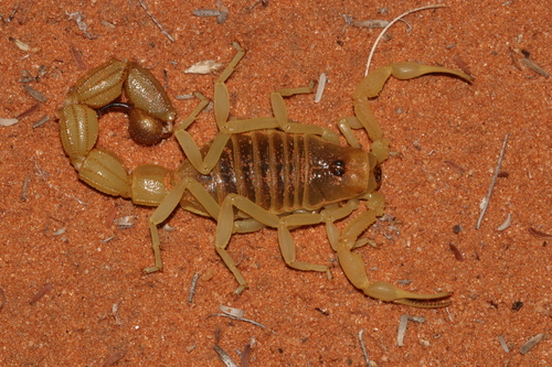 Rough Thicktail Scorpion