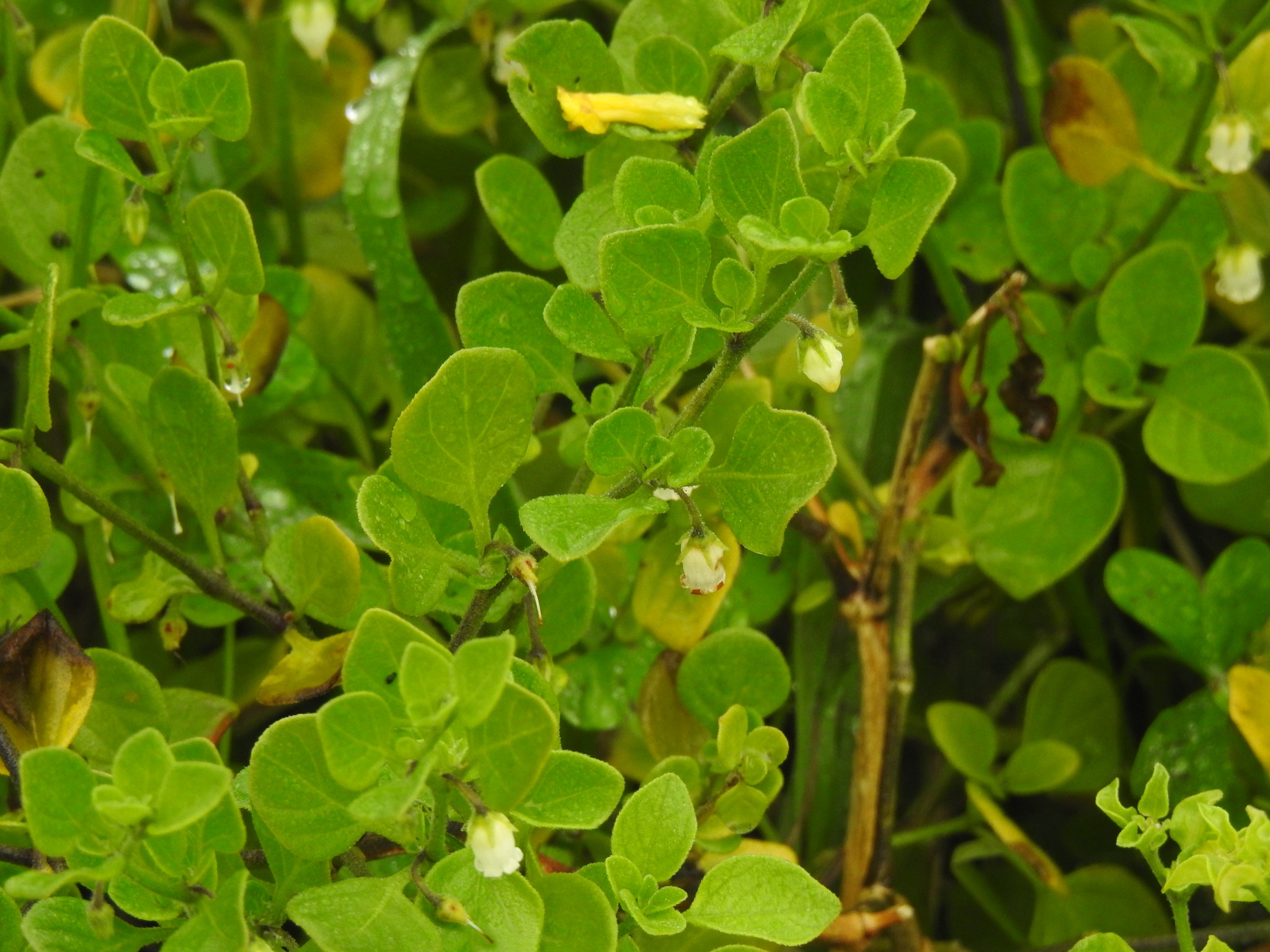 Imagem de Batata-de-purga