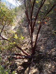 Arctostaphylos peninsularis