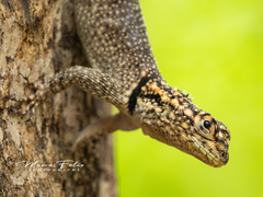 Chaco Spiny Lizard photo 2