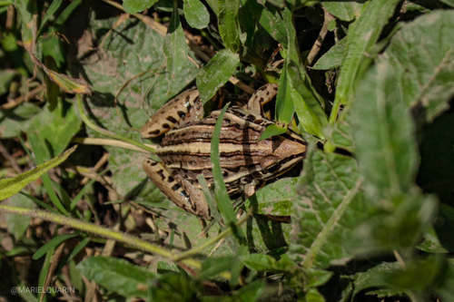 Dumeril's Striped Frog, Leptodactylus gracilis