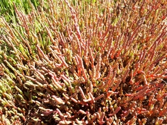 Salicornia rubra