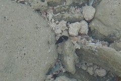Lampanella minima
