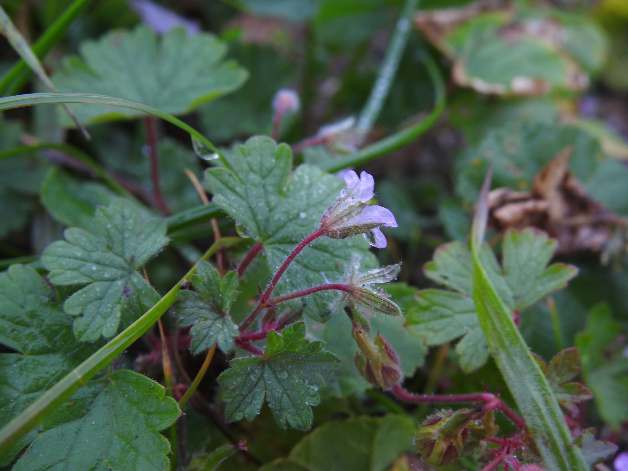 Imagem de Malva-de-cheiro