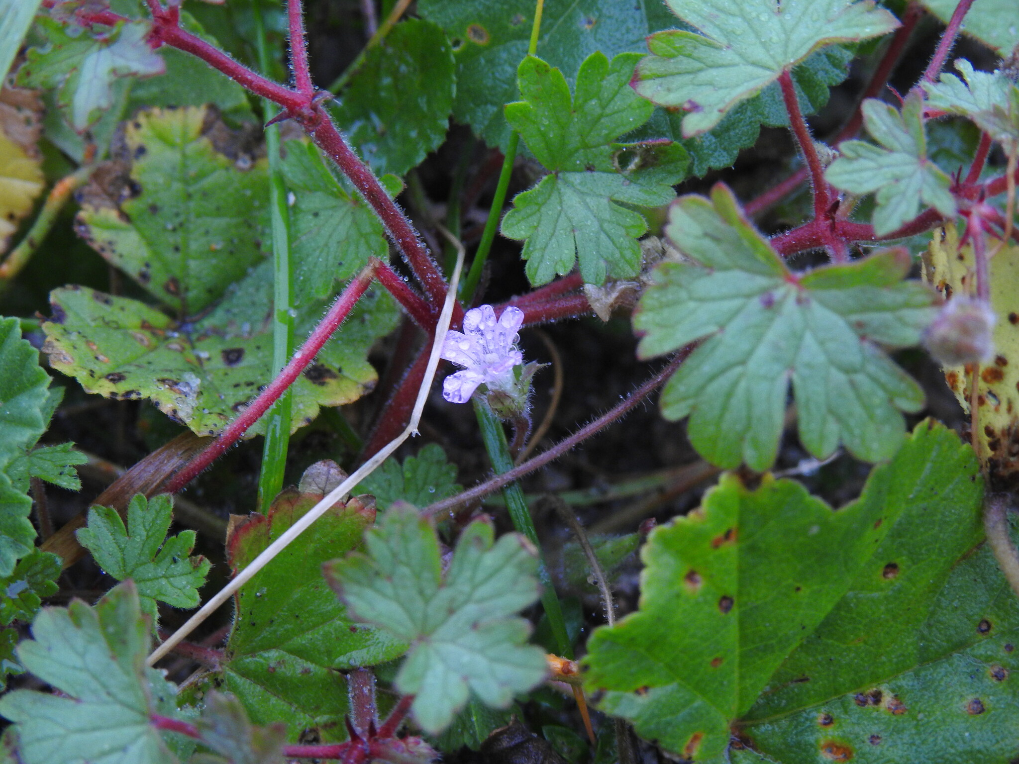 Imagem de Malva-de-cheiro