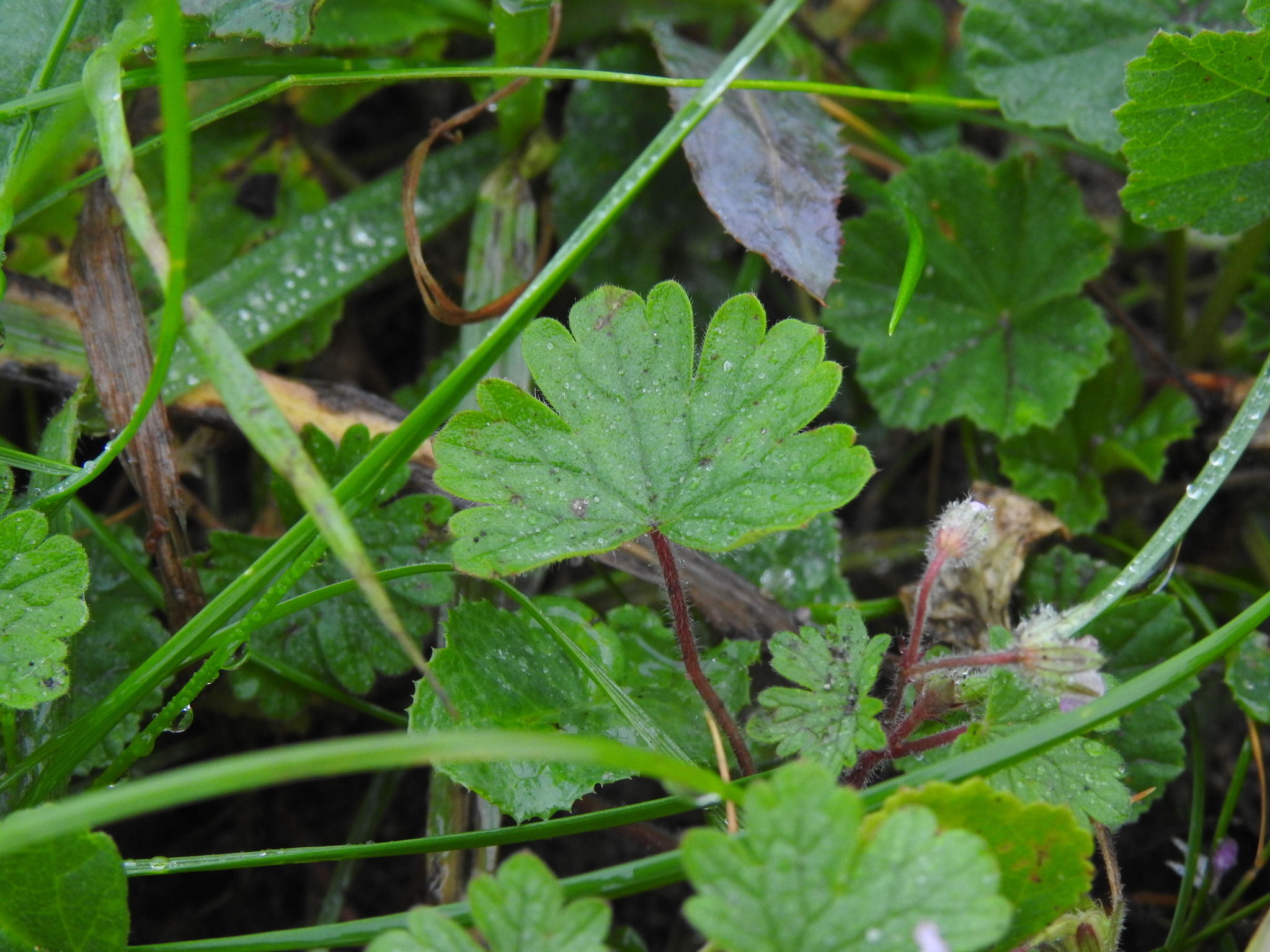 Imagem de Malva-de-cheiro