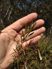 Ornithostaphylos oppositifolia