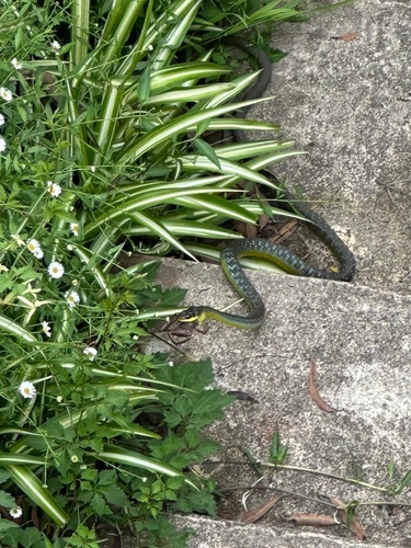 Common Tree Snake sighting