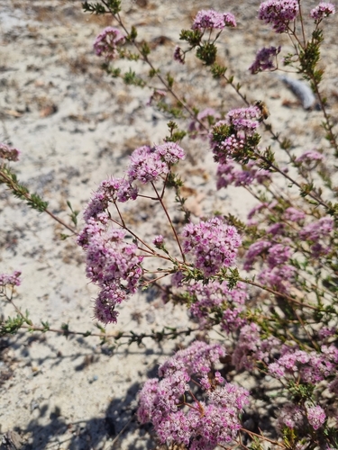 Image of Verticordia densiflora by (c) Malcolm Simard, some rights reserved (CC BY)