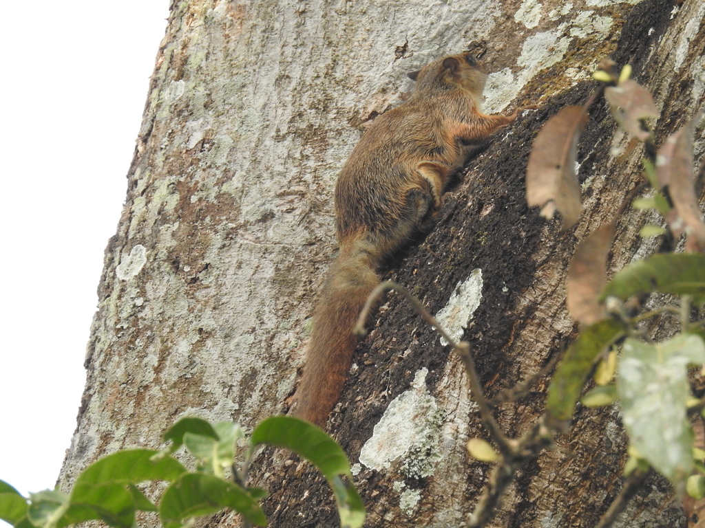Hairy-Footed Flying Squirrel