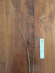 Agrostis scabra