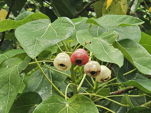 Pau-de-jangada