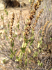 San Diego Marsh-Elder - Photo (c) Vince Scheidt, some rights reserved (CC BY-NC), uploaded by Vince Scheidt