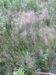 Agrostis scabra