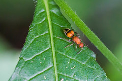 Timulla dubitatiformis