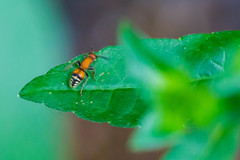 Timulla dubitatiformis