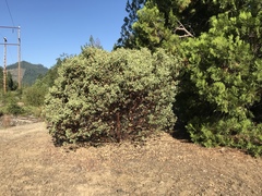 Arctostaphylos canescens