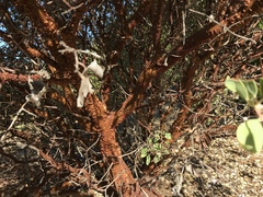 Arctostaphylos canescens