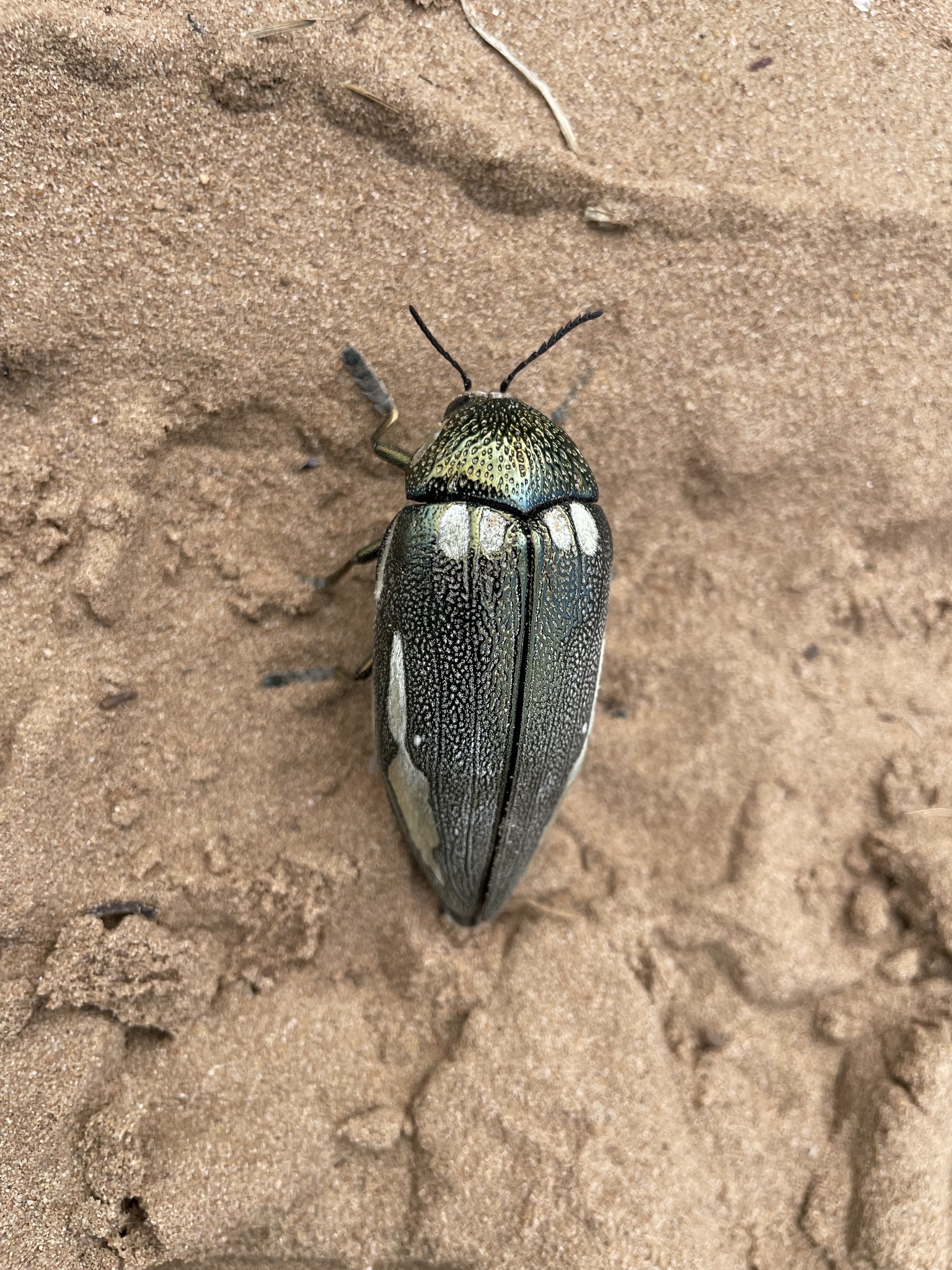 Subspecies Sternocera orissa bertolonii · iNaturalist