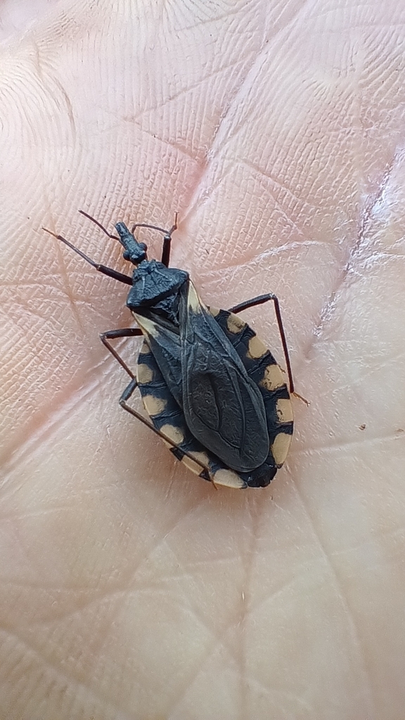 Triatoma patagonica