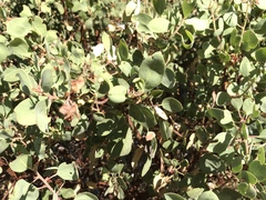 Arctostaphylos canescens