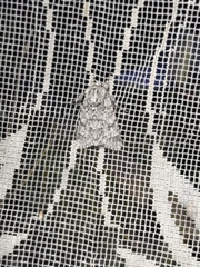 Acronicta euphorbiae